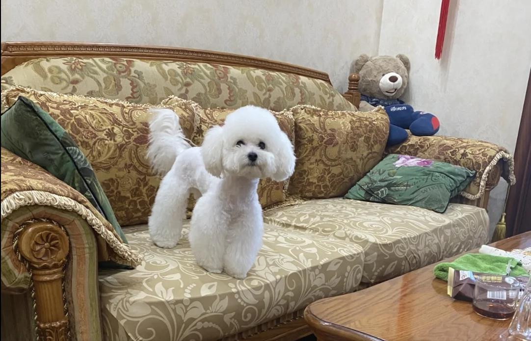 和明星撞脸的狗狗,撞脸明星的狗狗