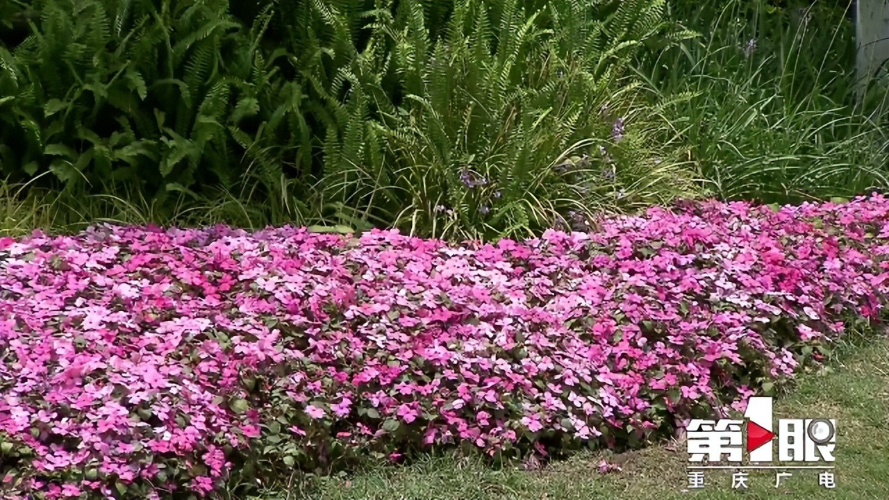期待已久的三角梅绚丽多彩,街边的红紫三角梅艳丽开放