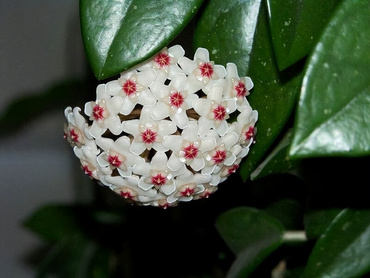 3种花耐干旱又好养一年开花,4种花容易打理易开花花期长