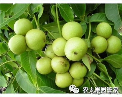 优质果树苗木品种介绍,最好的新品种苹果苗木