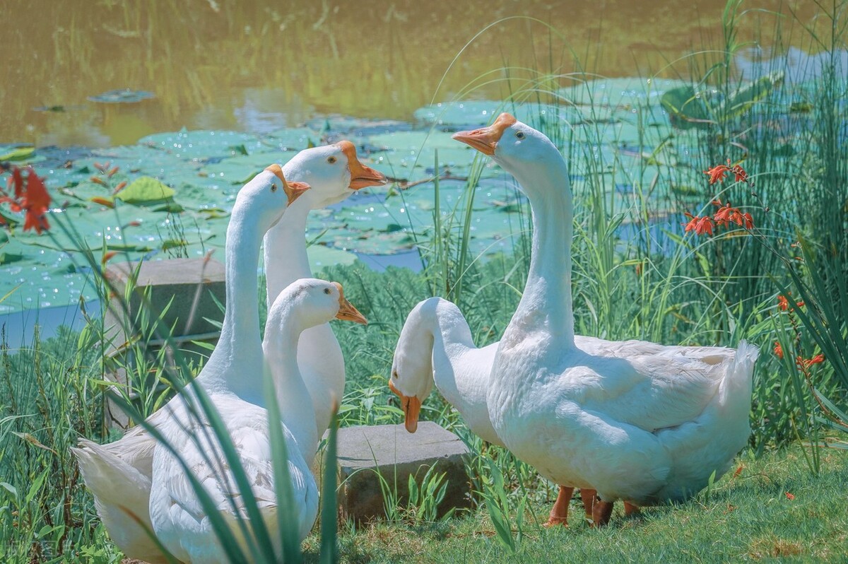 飘若游云矫若游龙什么意思,飘若游云矫若惊龙的意思