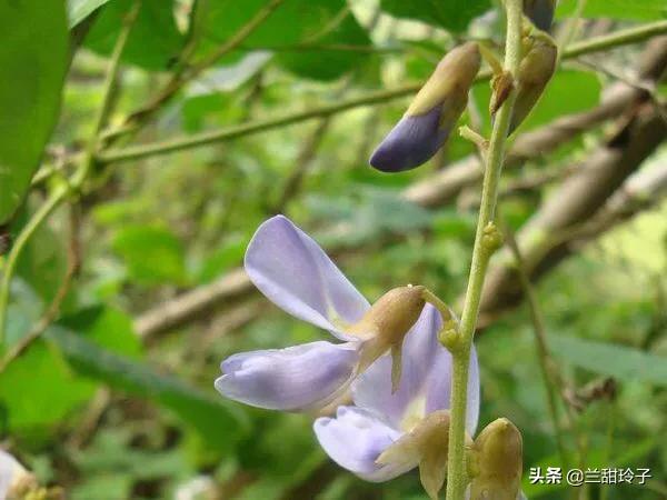 葛薯种植,葛薯热量