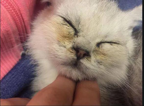 猫咪有倒睫毛怎么办,猫咪为什么倒睫毛