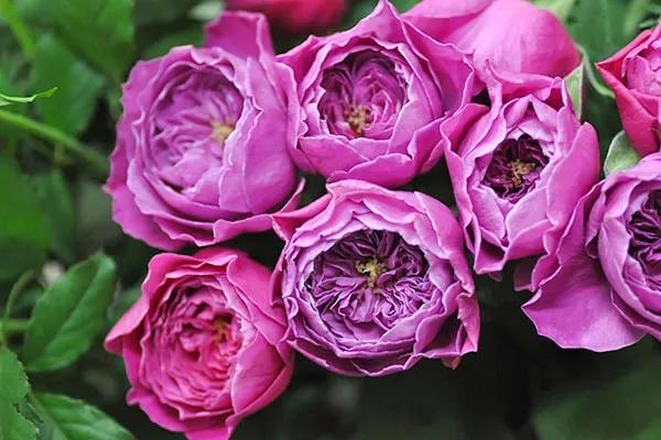 日本超微月季有几个品种,友禅系月季是什么意思