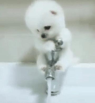 博美犬为什么不建议养在家里,博美犬为什么在家里不敢走动