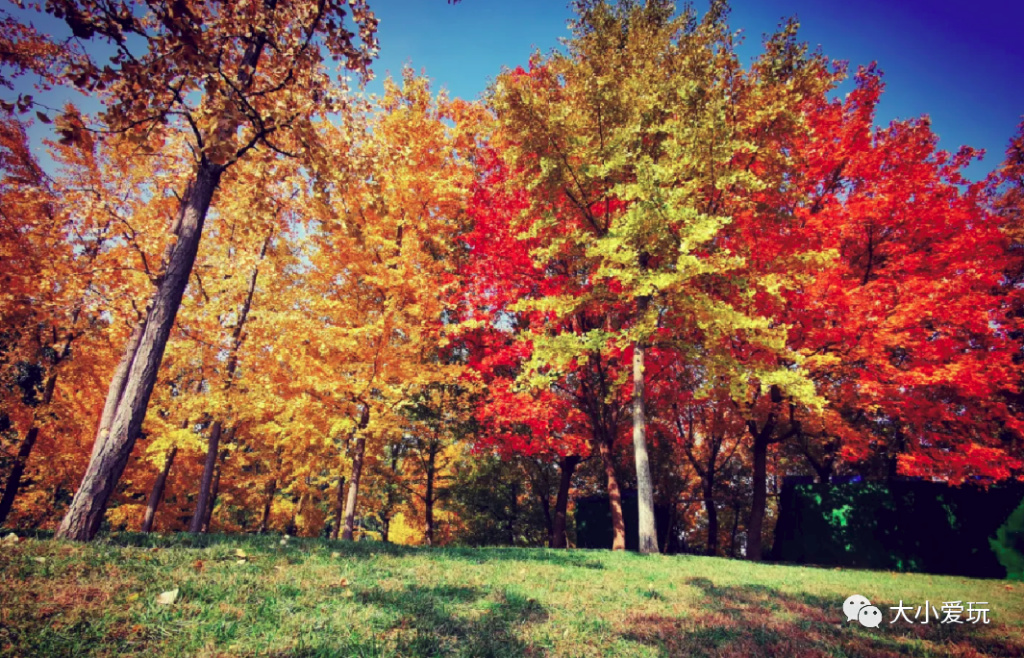 银杏最美的地方,这九个美丽的地方你想去看看吗