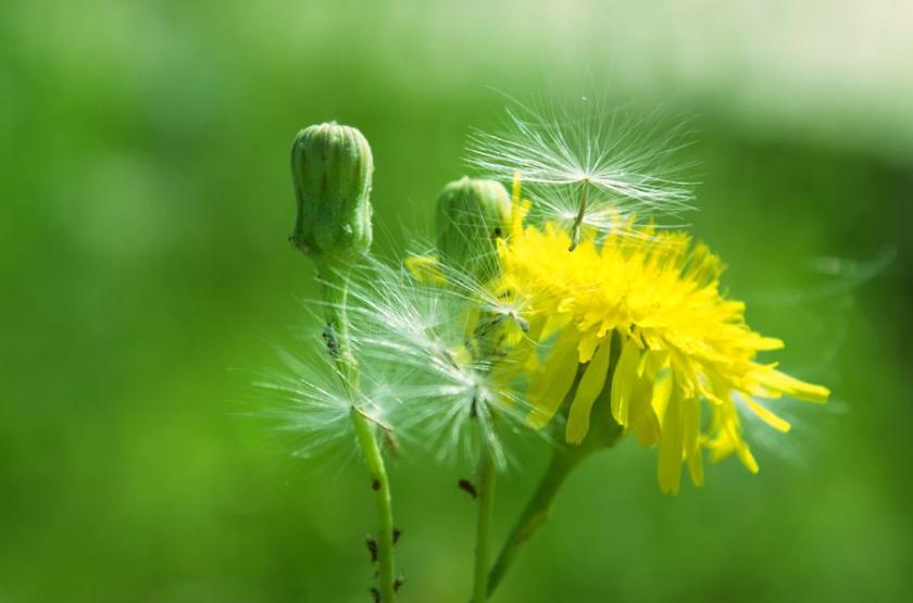 两个胃溃疡信号不重视，小心癌变！中医两味药巧治胃溃疡