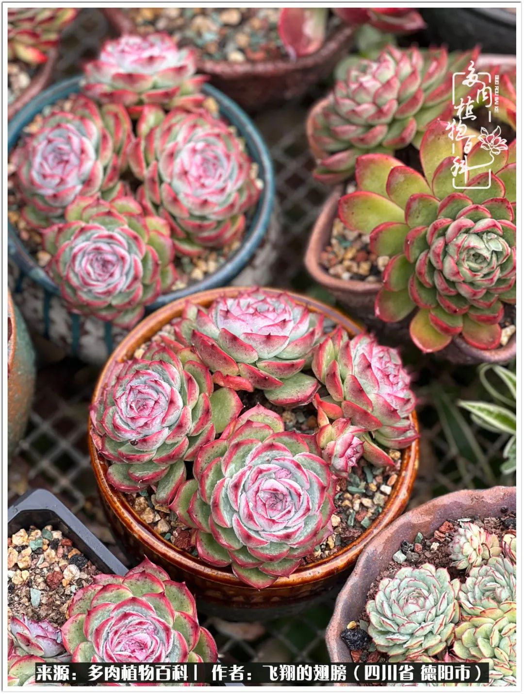 多肉的正确养殖方法冬天怎么养活,多肉怎么养活而且长得快且好看