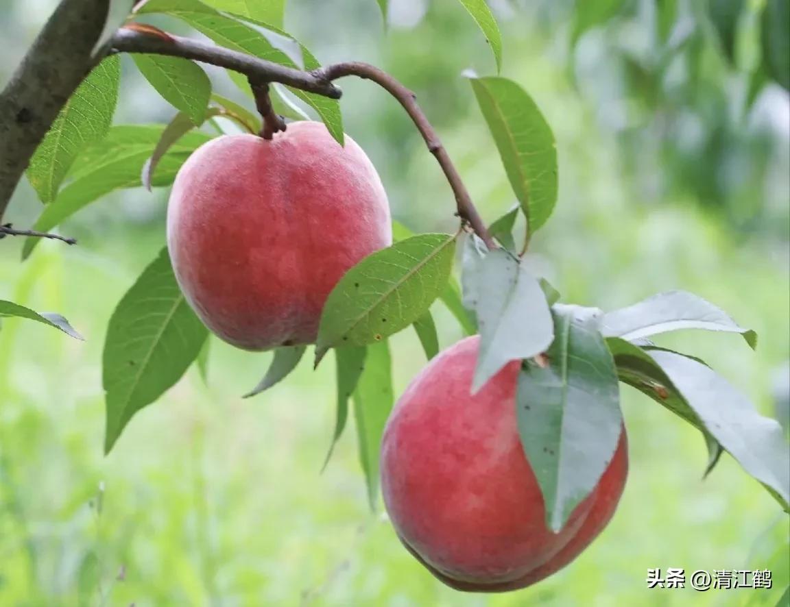 冬桃病,冬桃烂心咋回事
