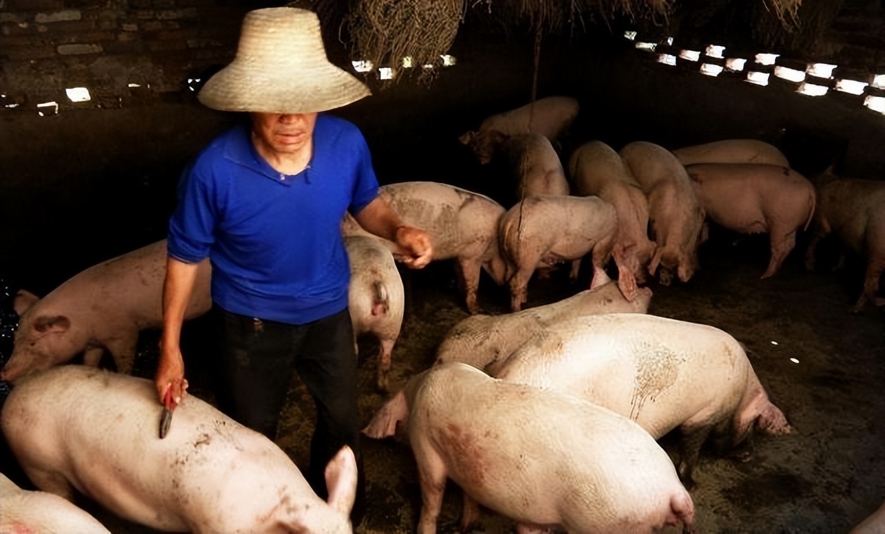 母猪生豹纹猪仔,母猪生下豹纹怪猪