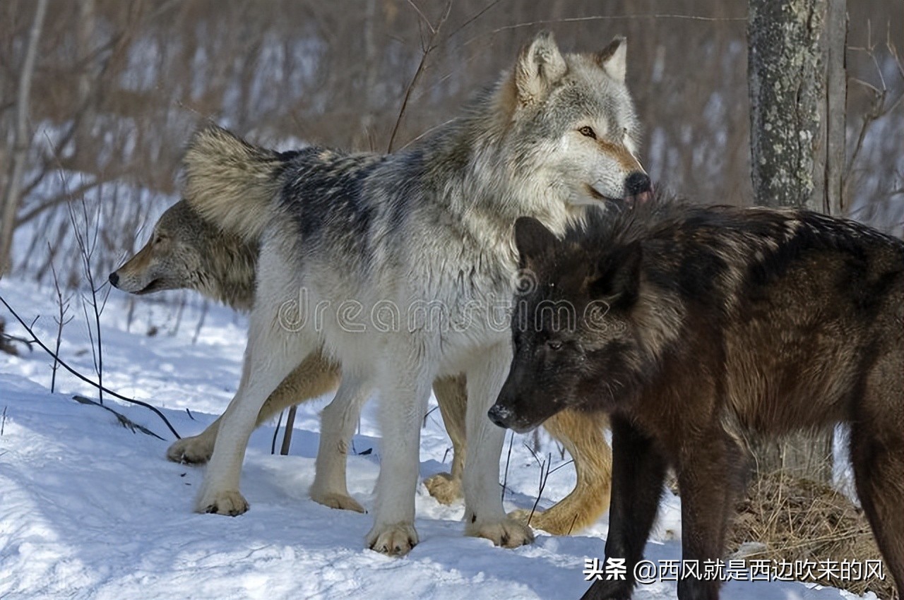 连载#西风低吟（一只大猫的奋斗）白幽灵大败白罗刹（一）