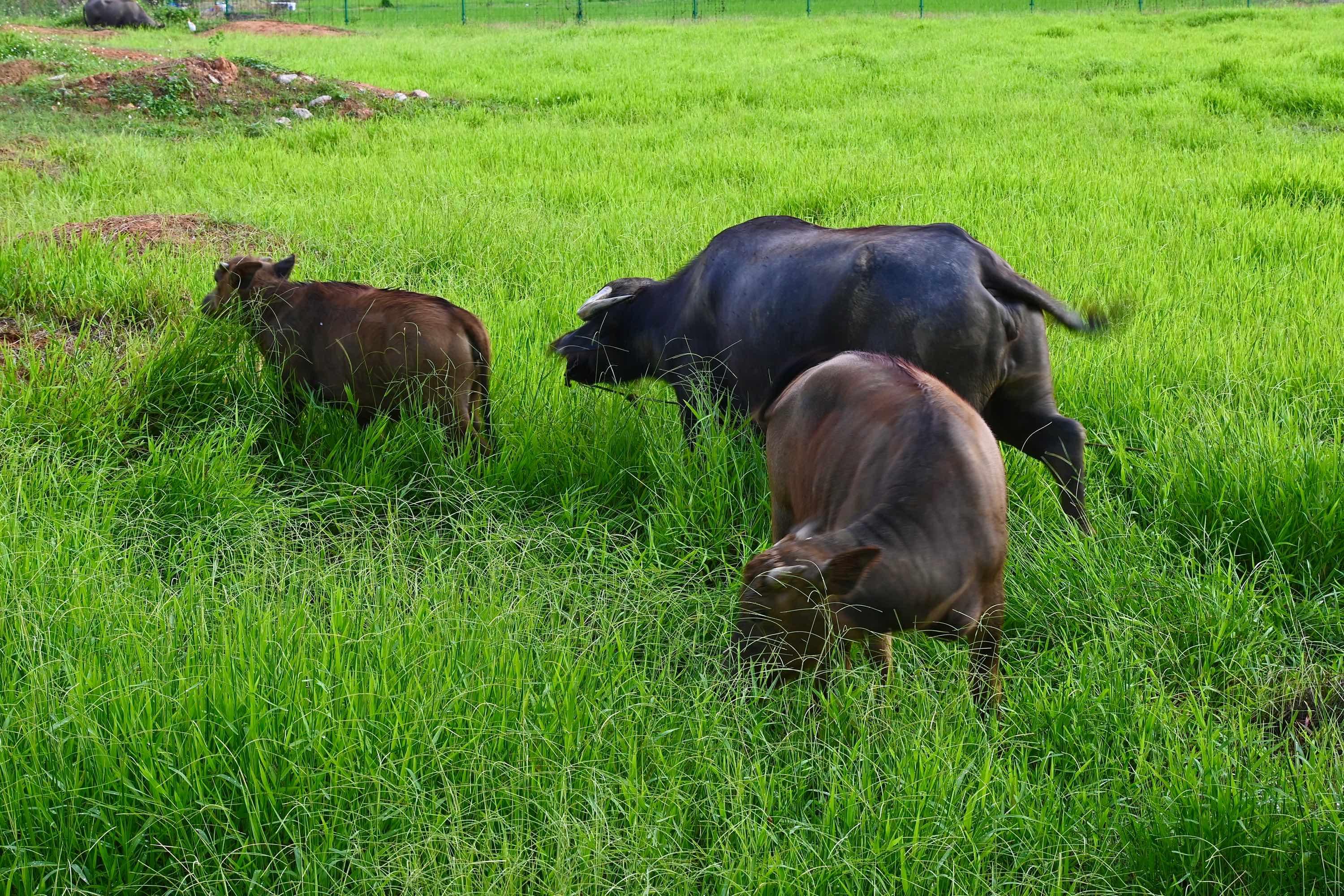 养牛和养羊哪个成本比较低利润高,养羊前景和养牛哪个更好