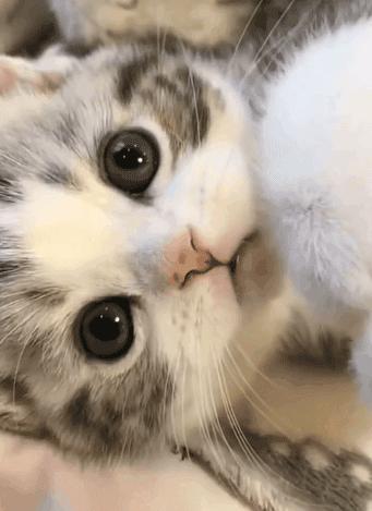 养什么猫比较好养又聪明又便宜,各种猫的优缺点新手适合养什么猫