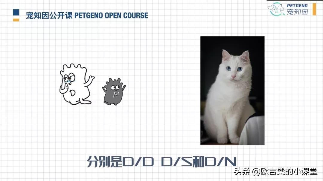 白斑变异基因,白斑基因和全白基因