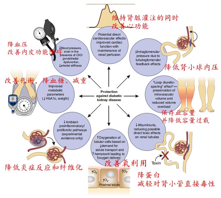 延缓尿毒症需要一直吃药吗,现在有没有新药来延缓肾衰