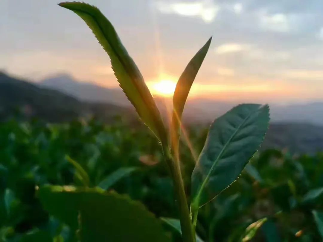 茶具上的茶垢要不要清理,茶具中的釉有毒吗