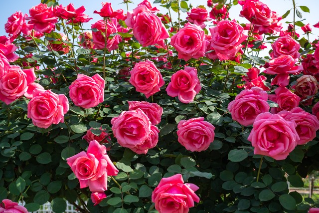 关于玫瑰花的古诗词有哪些,带有玫瑰花的古诗词