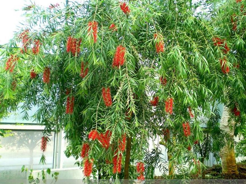 迪拜适合养什么植物,迪拜常见花草