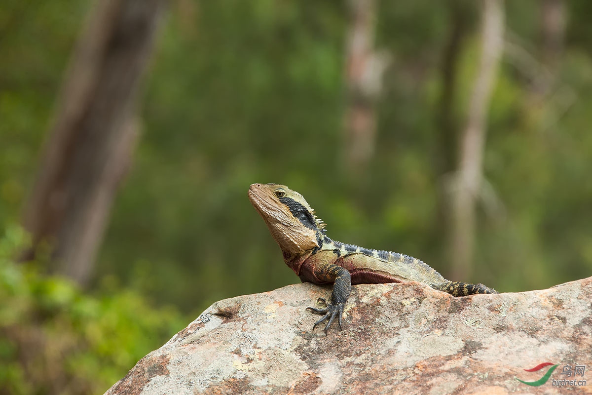 五毒有壁虎还是蜘蛛,五毒为什么是壁虎而不是蜘蛛