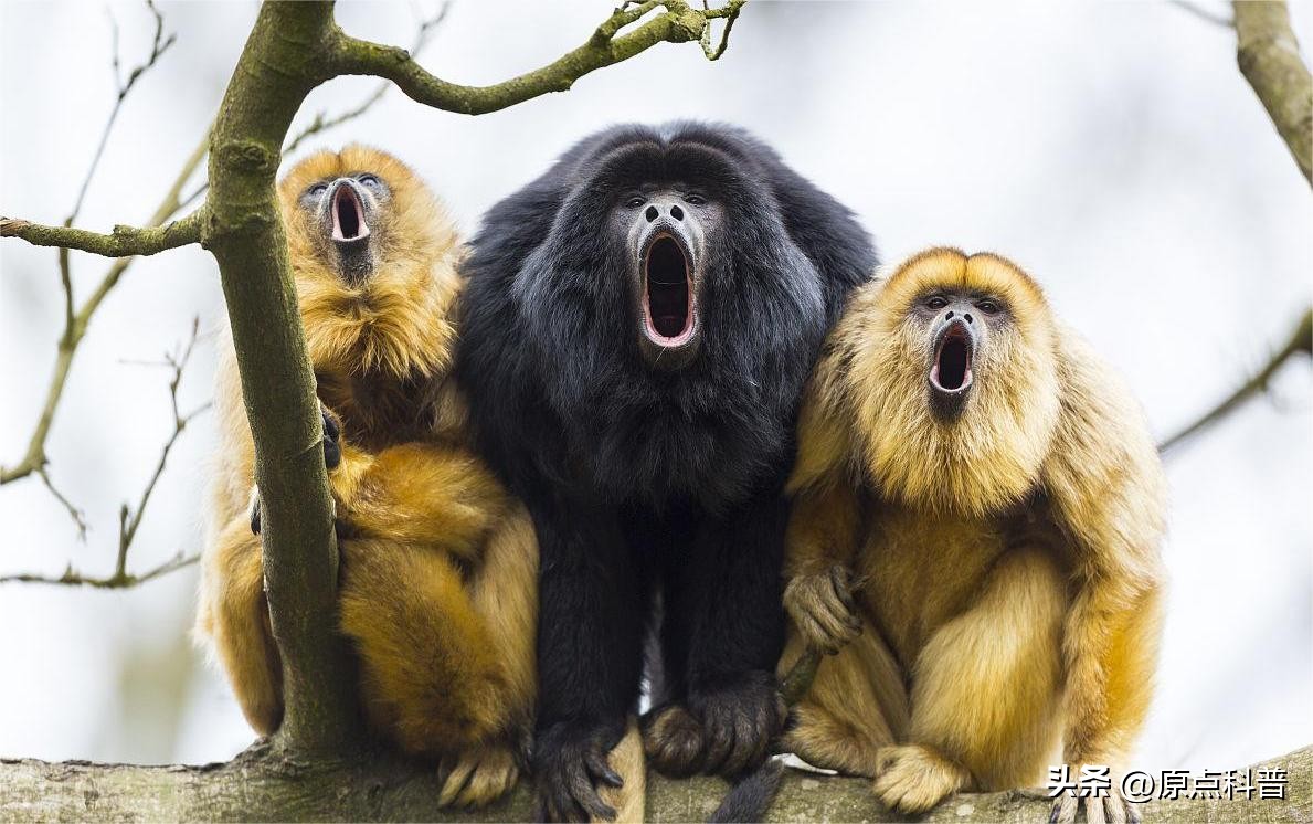 金丝猴是世界上最美猴子吗,世界上最濒危的猴子是什么猴