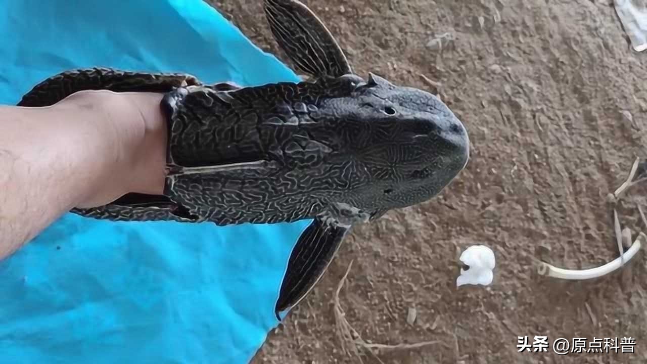 印度泛滥成灾的七大动物，自己不敢吃，想让中国当接盘侠