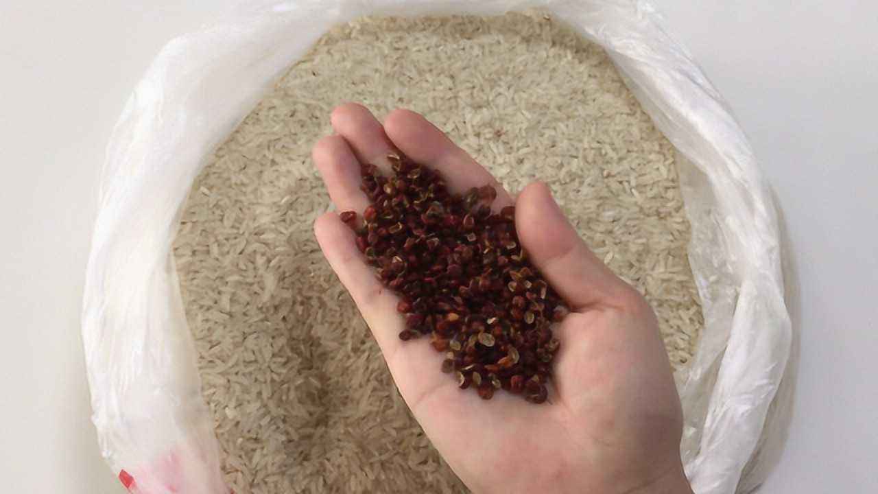 生虫子的米面还能吃吗,米面生虫怎么办还能吃吗