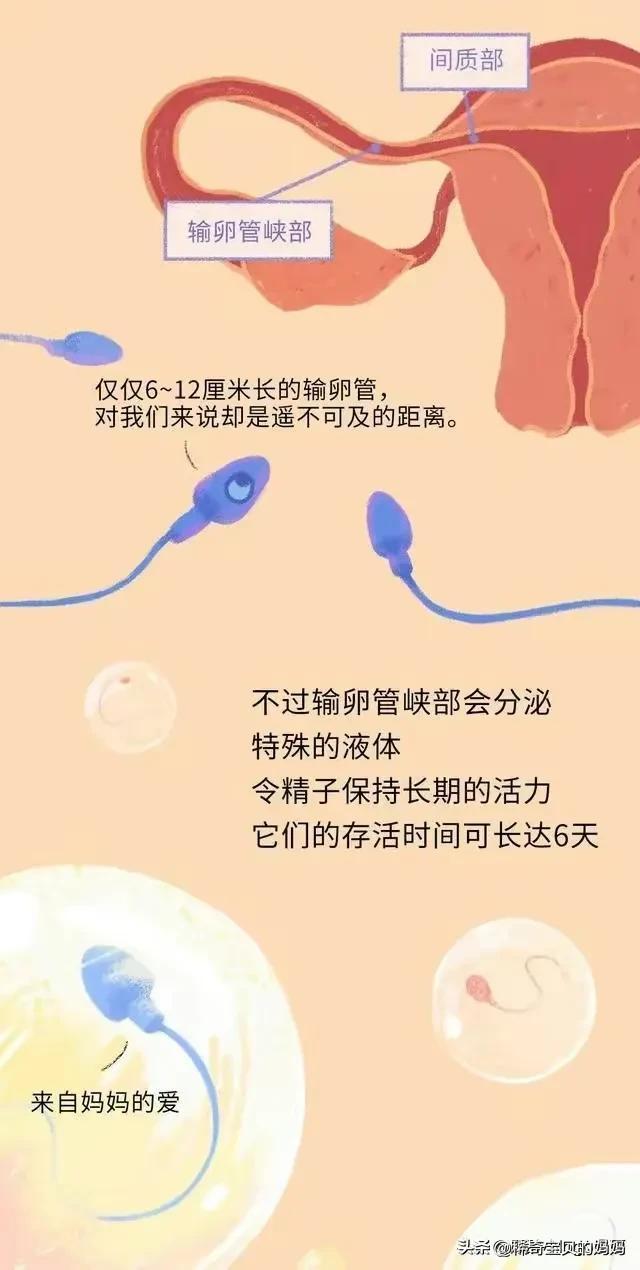 精子进入女生体内的24小时，都发生了些什么？励志漫画