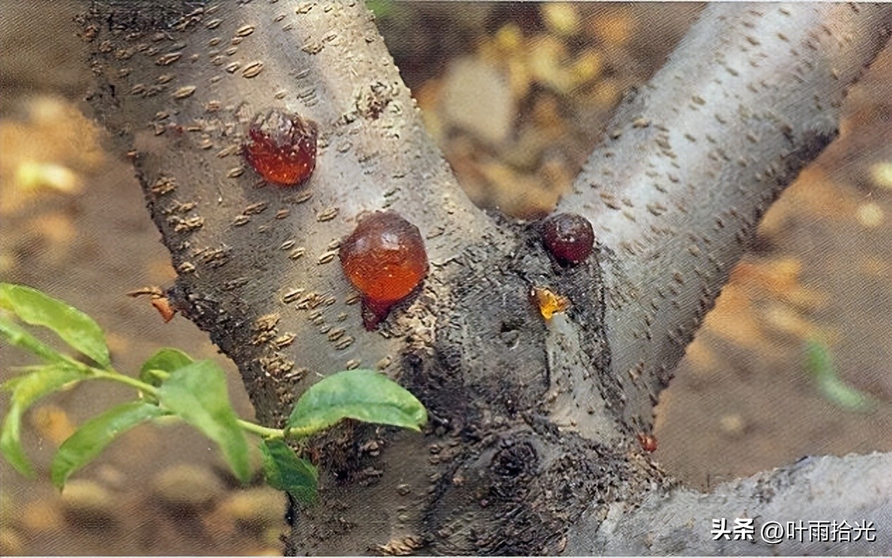 桃流胶病与穿孔病的区别,桃流胶病