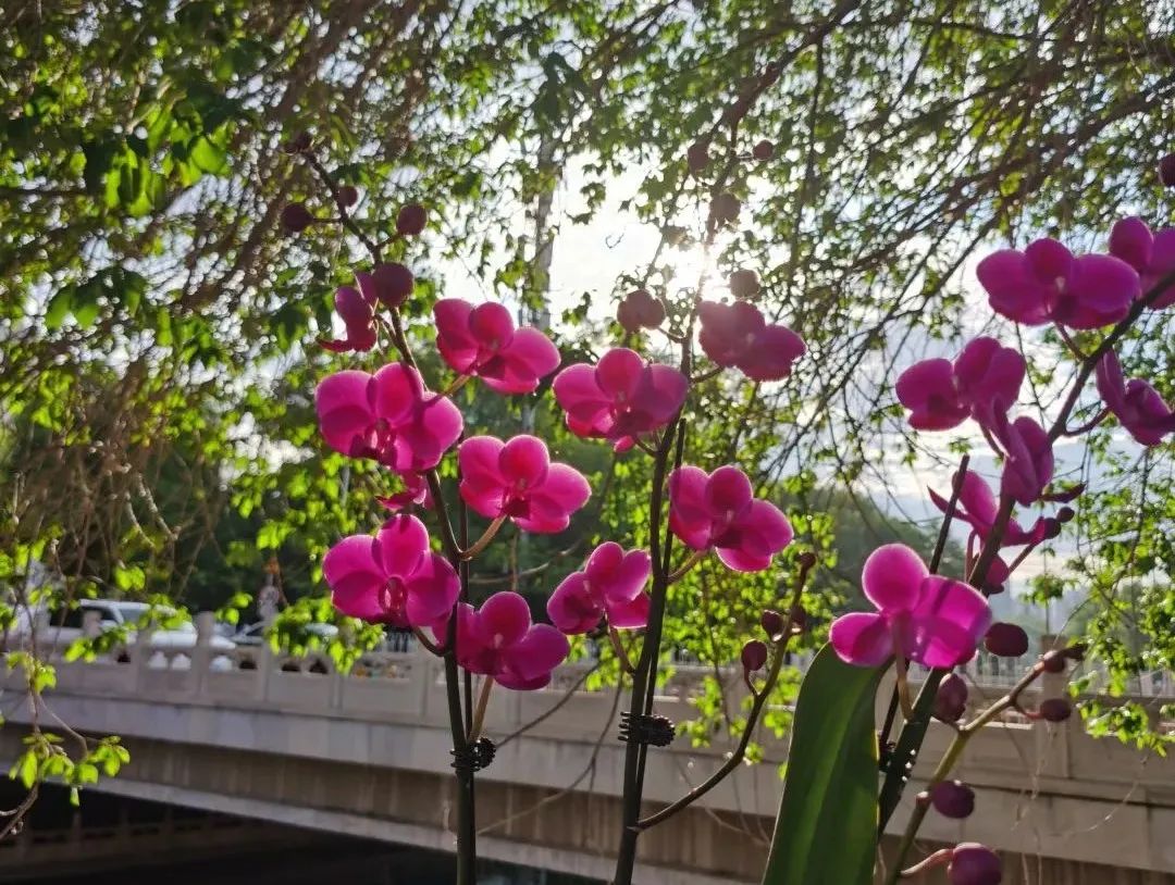 蝴蝶兰适合什么情况送,蝴蝶兰送礼一对还是一盆