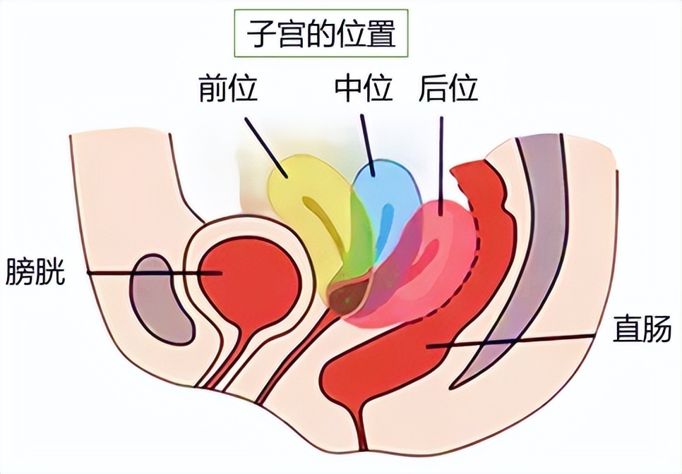 子宫位置与宫颈位置的联系,子宫和膀胱的位置关系