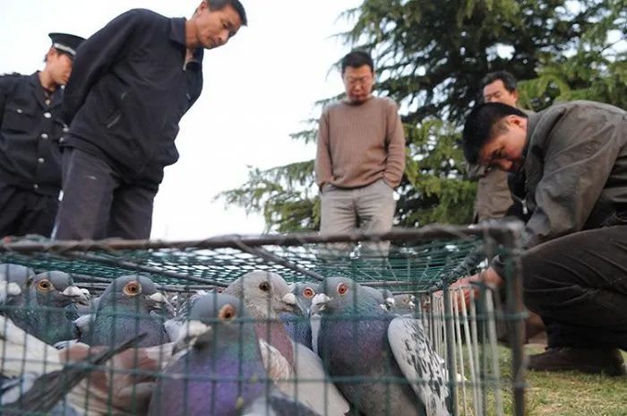 跟赛鸽比赛相比，世界杯*球赌**只能算小场面？