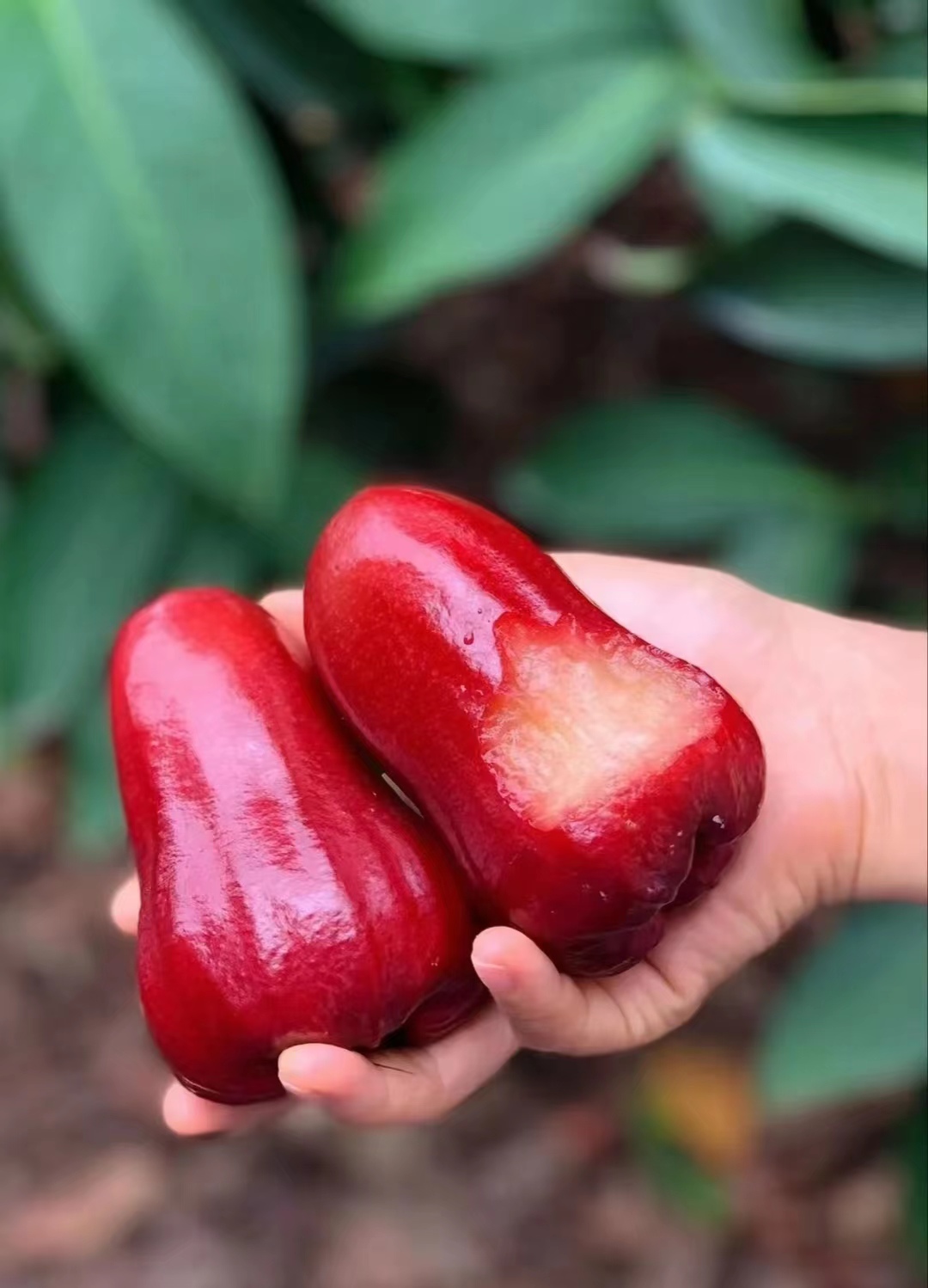 带你尝遍各种高端水果,中国最喜欢吃的高端水果