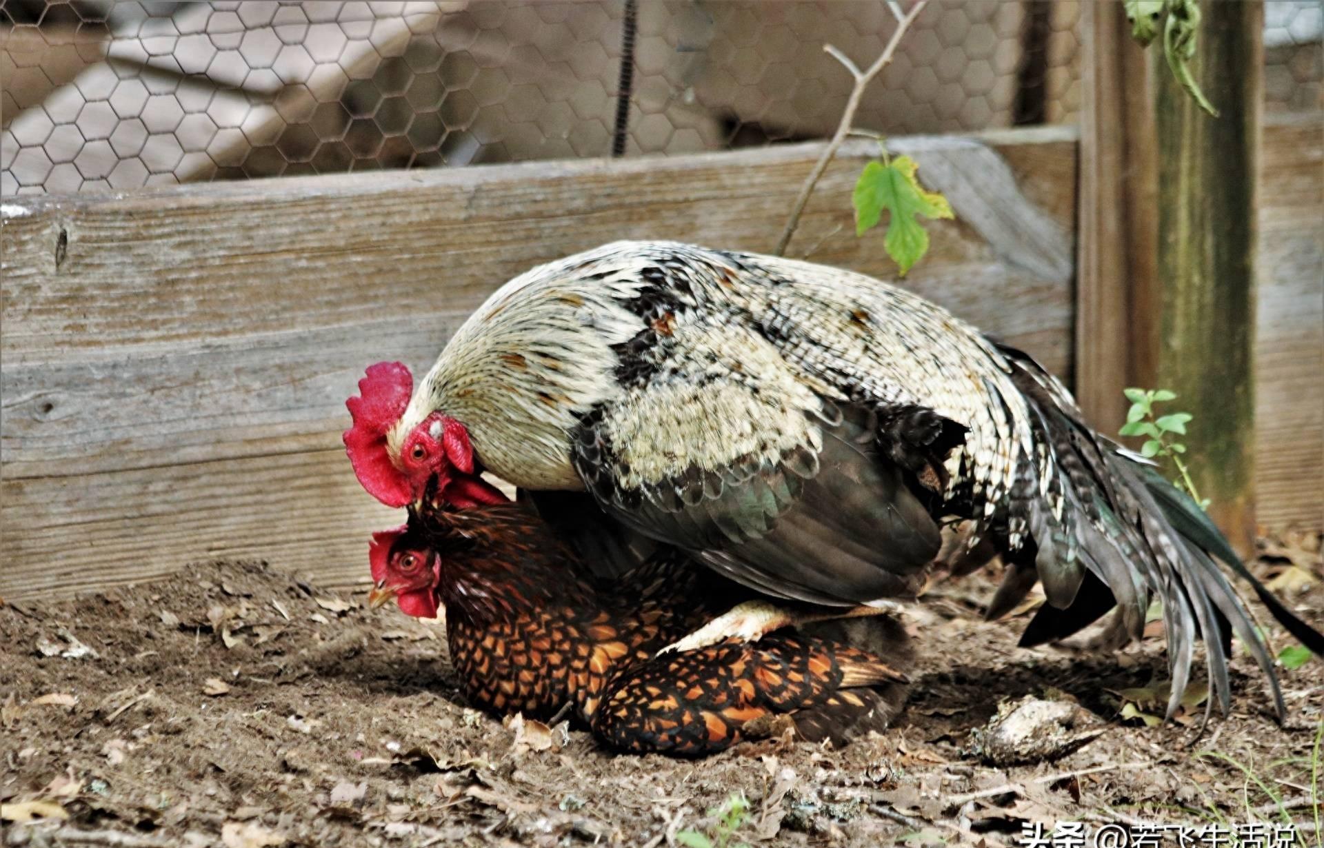 神奇的公鸡产卵,神奇公鸡