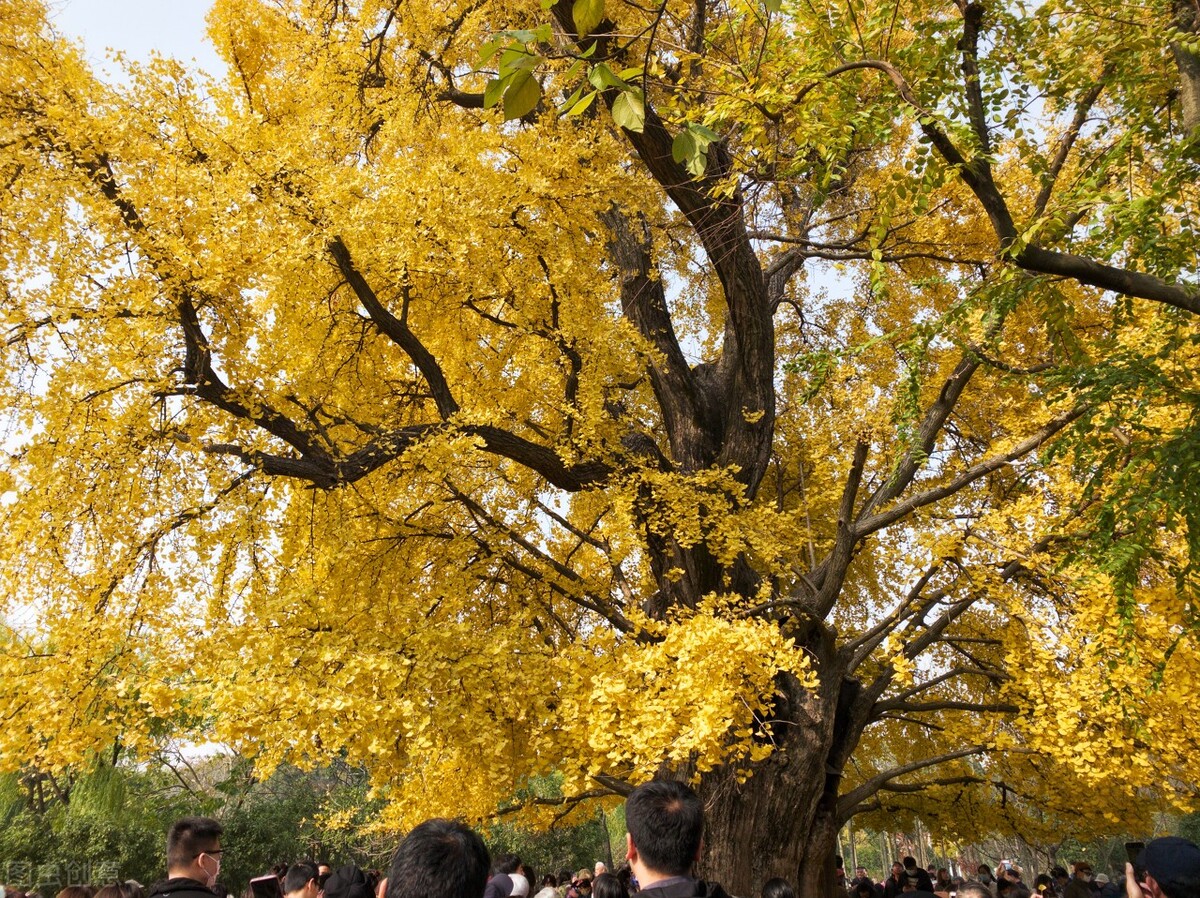 秋日上海好去处,上海秋日风景