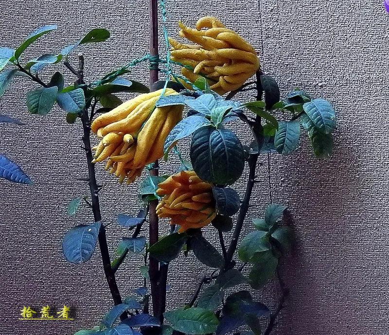 世界各国最漂亮的佛手植物图片,佛手是观花植物吗图片