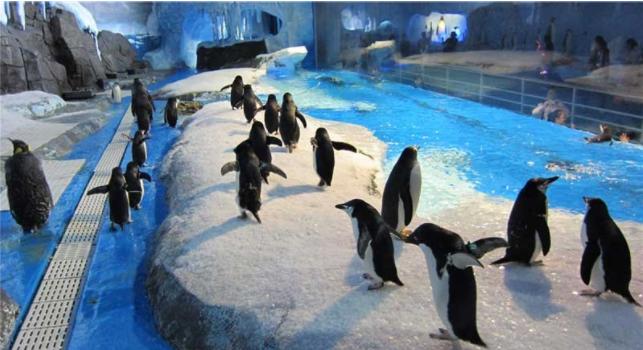 成都极地海昌海洋公园游记,成都海昌海洋公园游攻略