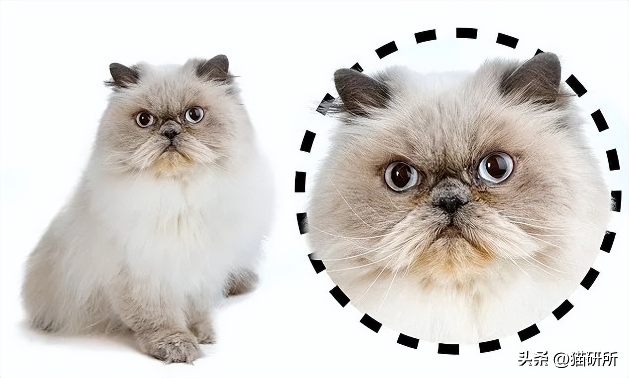 猫咪的肉垫看性格,猫咪肉垫形状代表什么性格