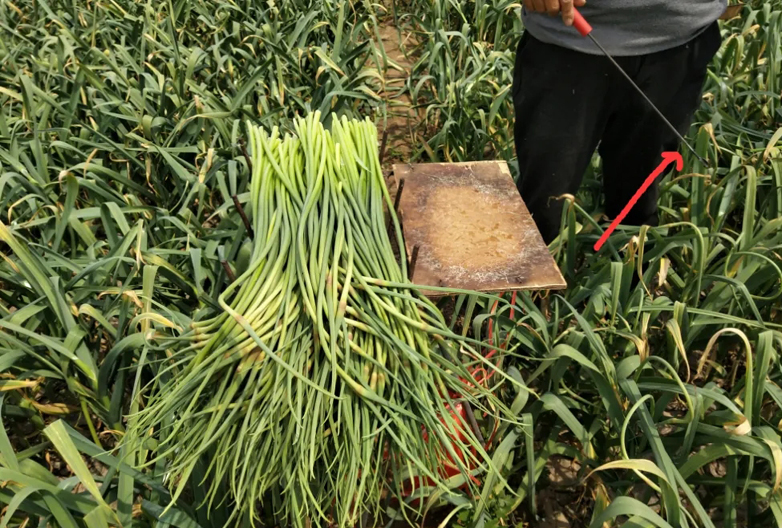 蒜苔行情一下下滑几毛钱怎么回事,最近的蒜苔行情