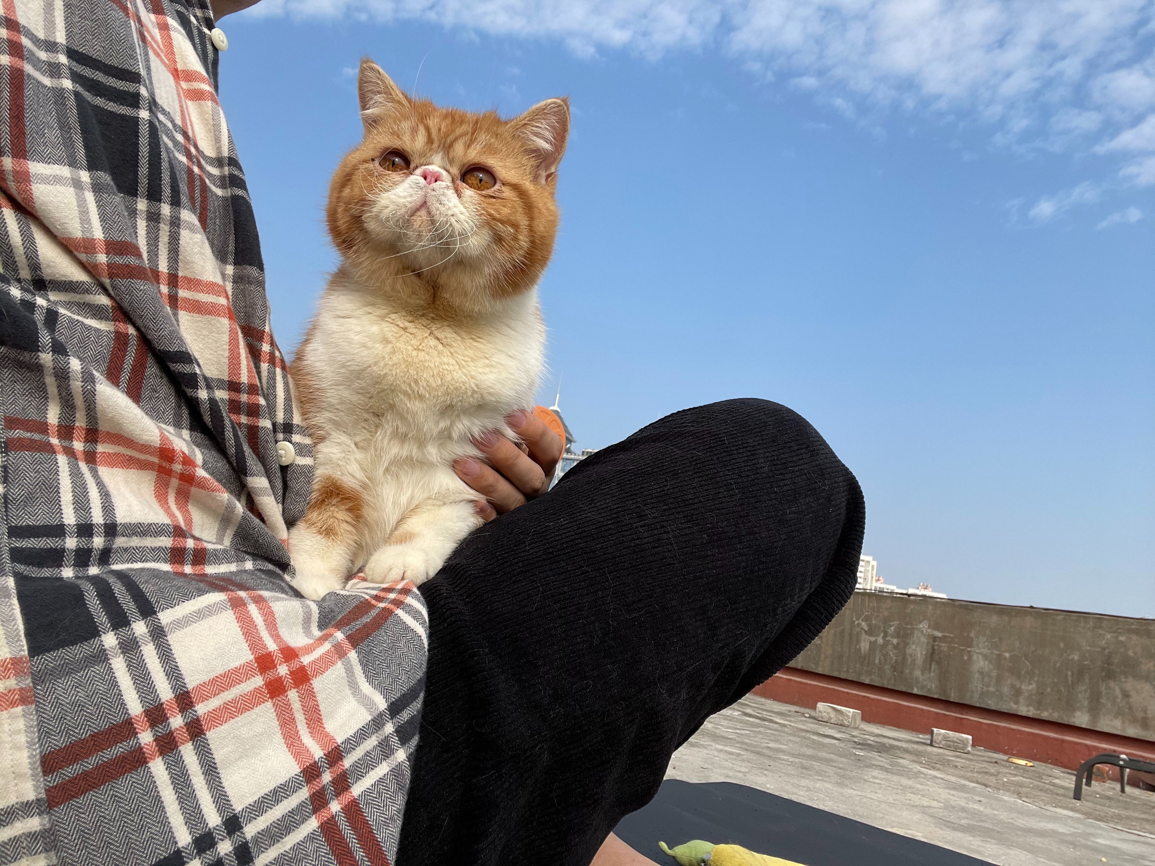 双十二纯福猫粮囤货指南,双十二最适合入手的猫粮