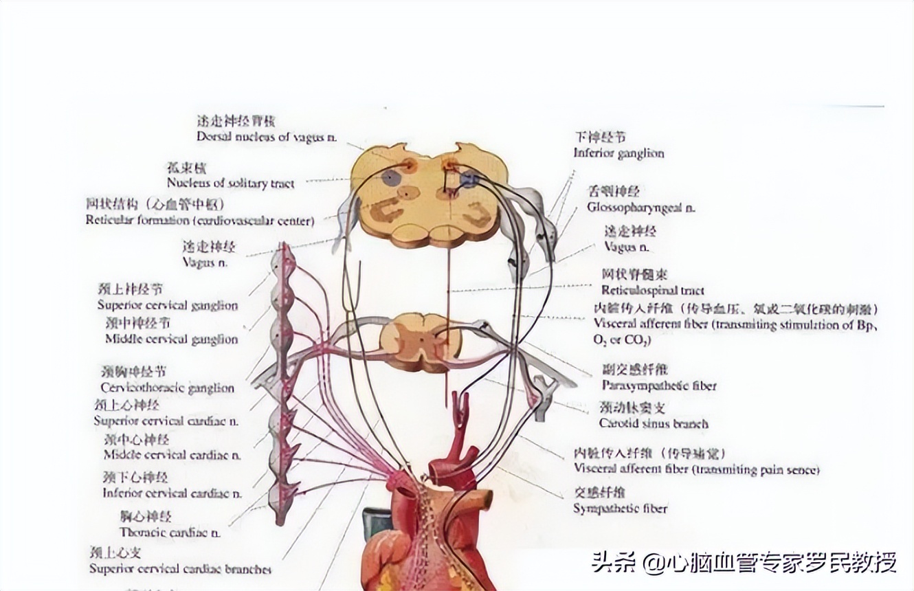 心脑血管堵塞吃什么治好,高科技治好心脑血管疾病
