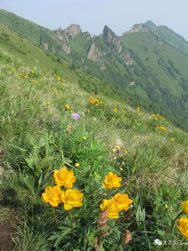 小五台山金莲花坡,小五台金莲花
