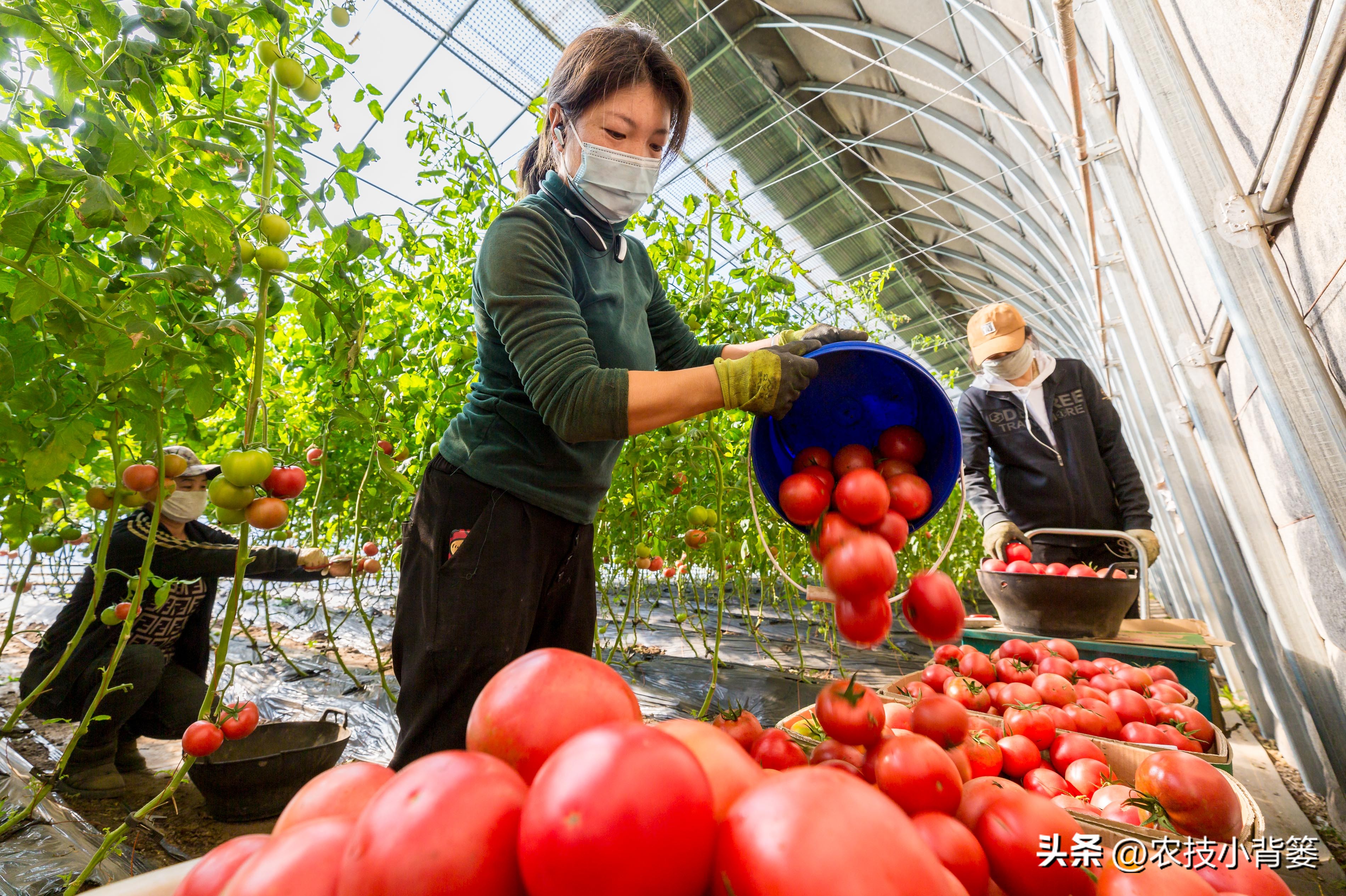 大田作物换茬有什么好处,什么叫轮茬种植