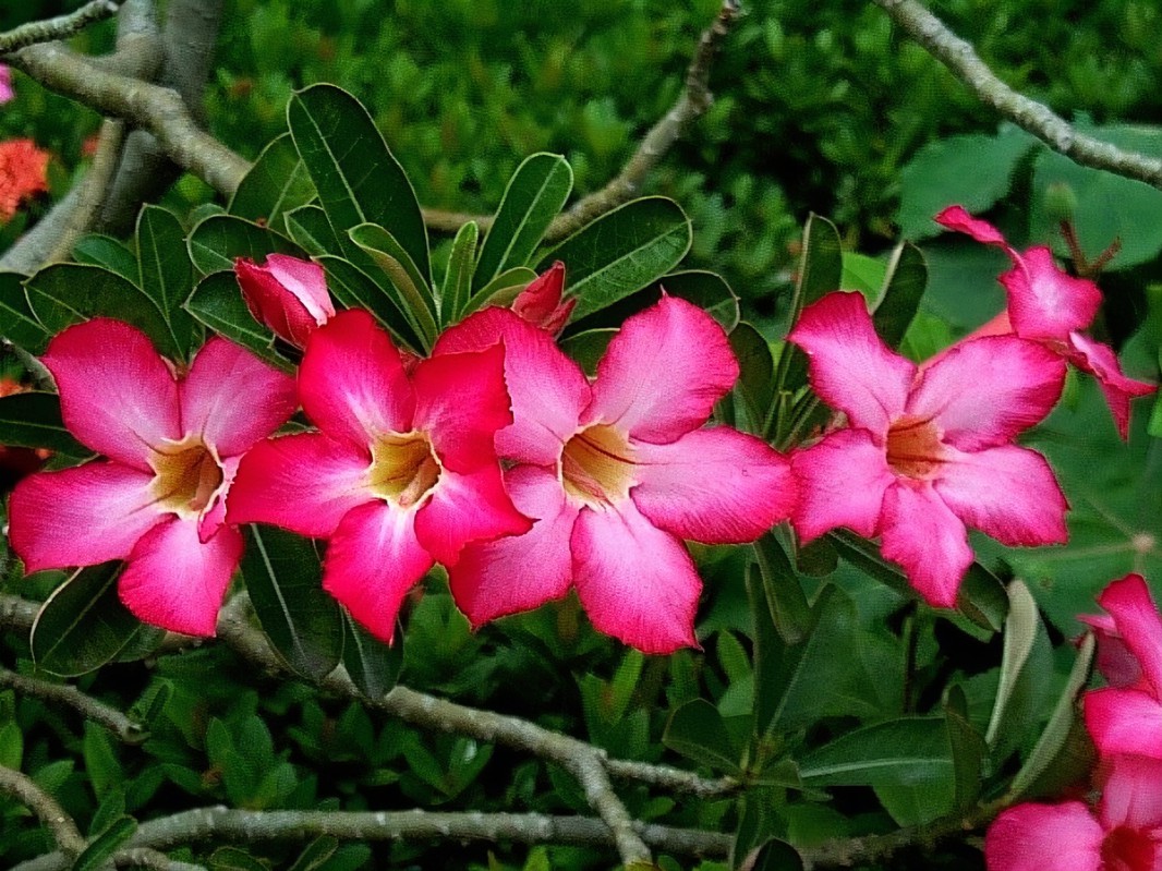 怎么把沙漠玫瑰养成啤酒肚,重瓣沙漠玫瑰养殖方法