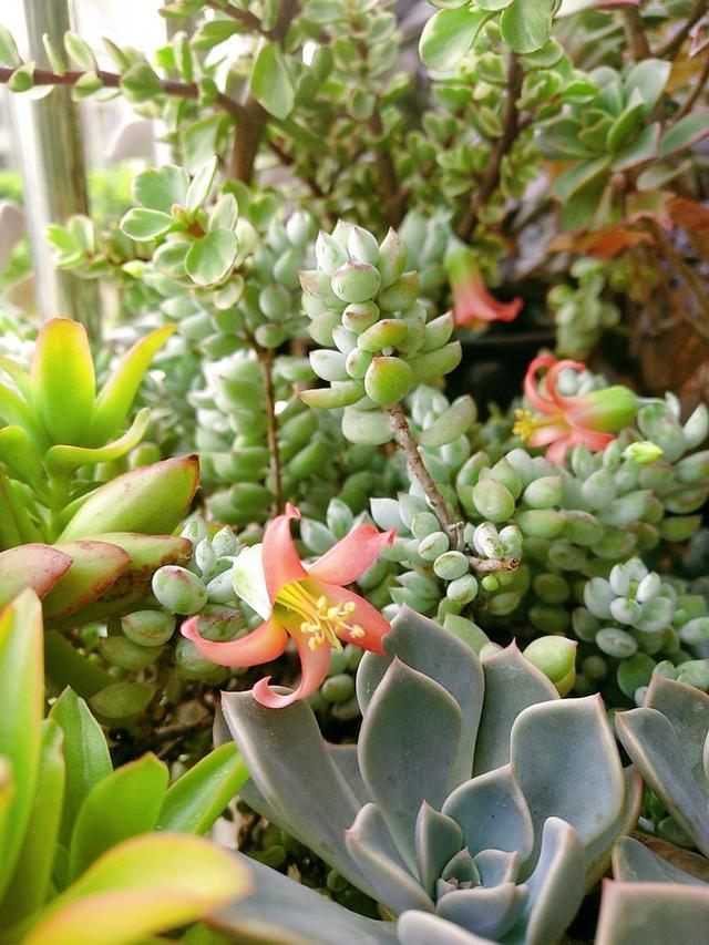 多肉不怕冷的办法,多肉怕冷吗冬天多肉怎么养