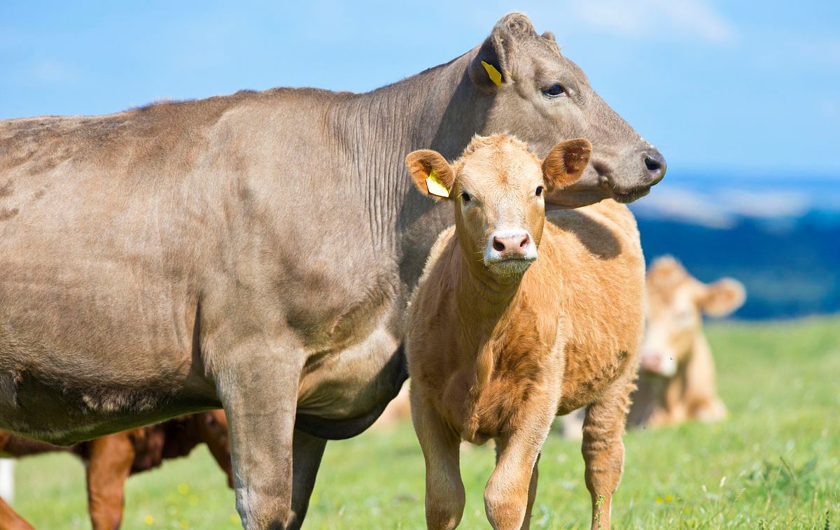 小牛出生后经常拉稀怎么回事,刚出生小牛突然拉稀怎么回事
