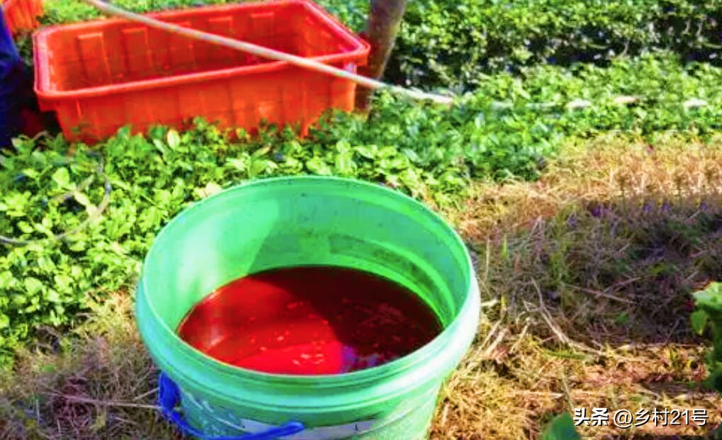 萝卜苗长虫子怎么办,萝卜苗上生小白虫子用什么药治