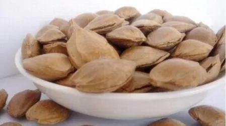 苦杏仁功效快速记忆口诀,记忆中的枇杷