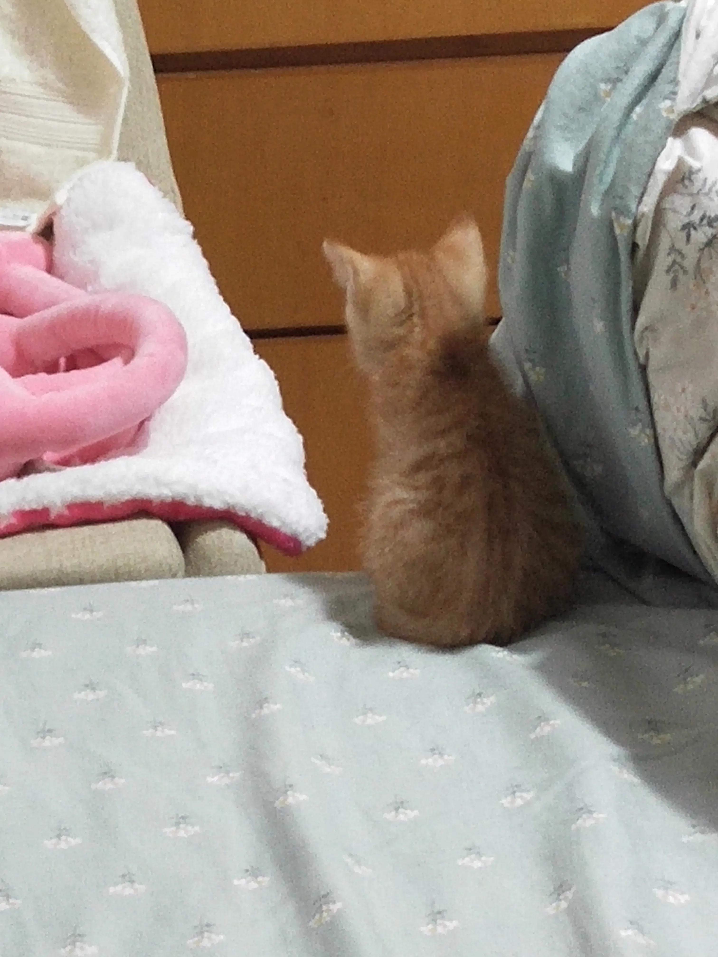 如何拿捏狮子座女,狮子座拿捏射手