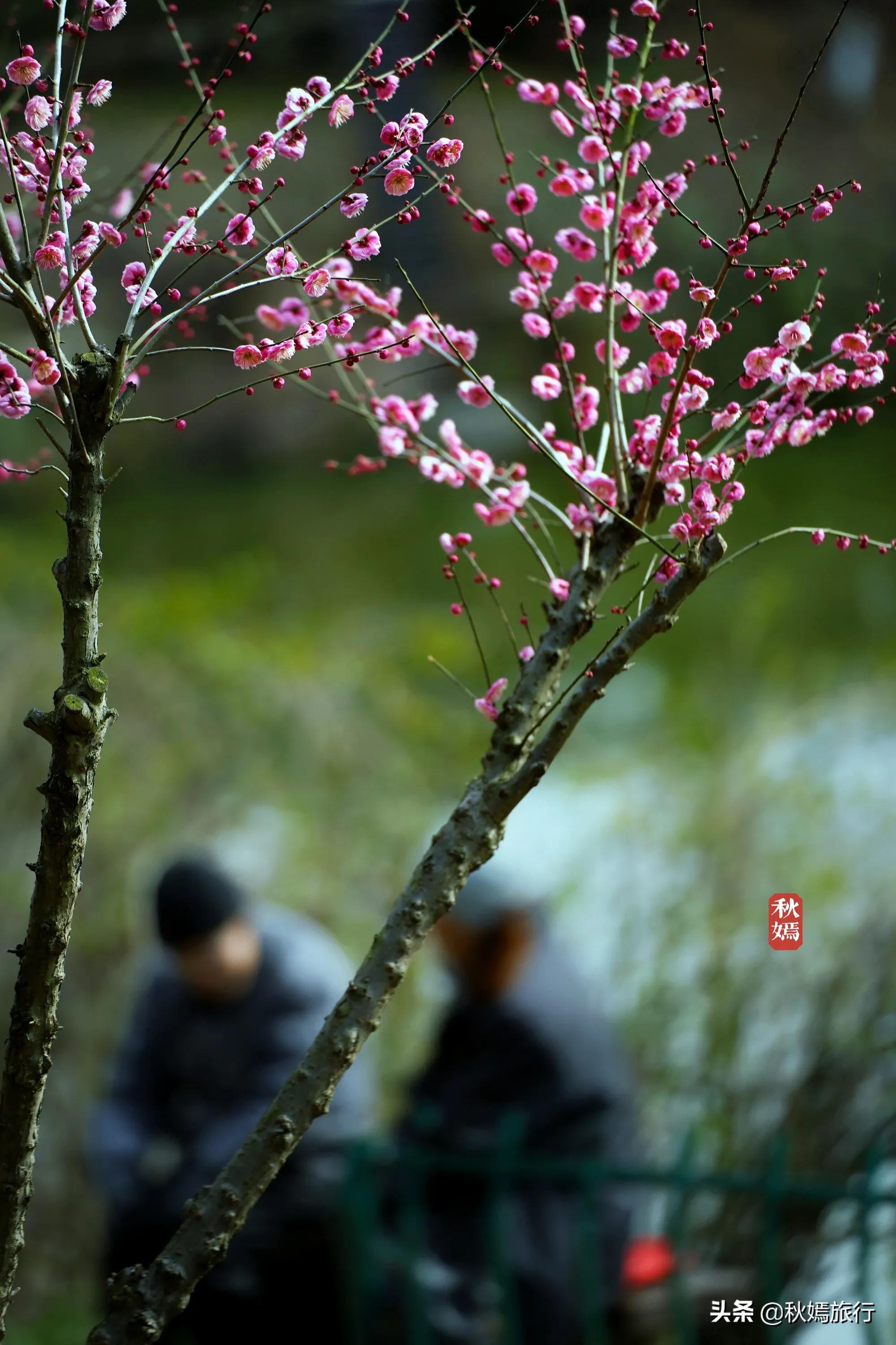 春染虎丘图片,虞山脚下的美丽小城常熟风景