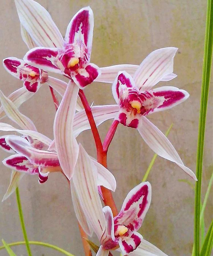 十大名贵兰花葱兰和韭兰的区别,十大名贵兰花视频